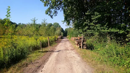 Las Świdnicki (Rejkowizna)